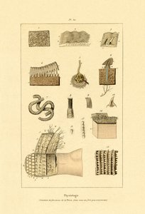 Menneskeskind, 1833-39 af French School